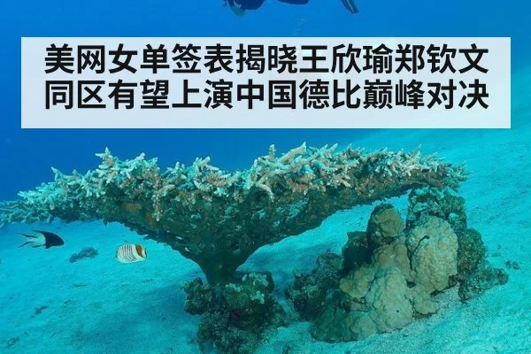 美网女单签表揭晓王欣瑜郑钦文同区有望上演中国德比巅峰对决